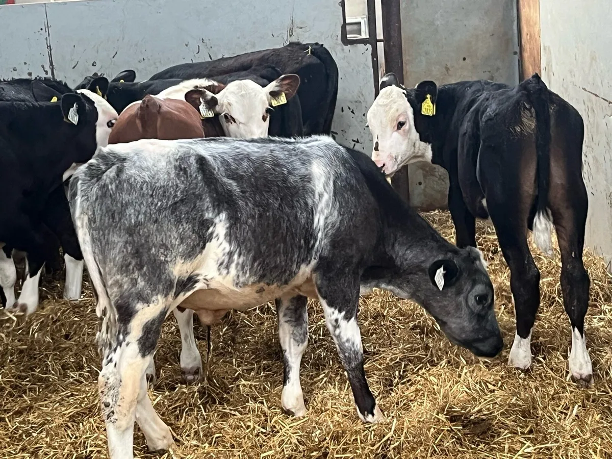 Super 5 Month Old AA HE Bull Runners - Image 4