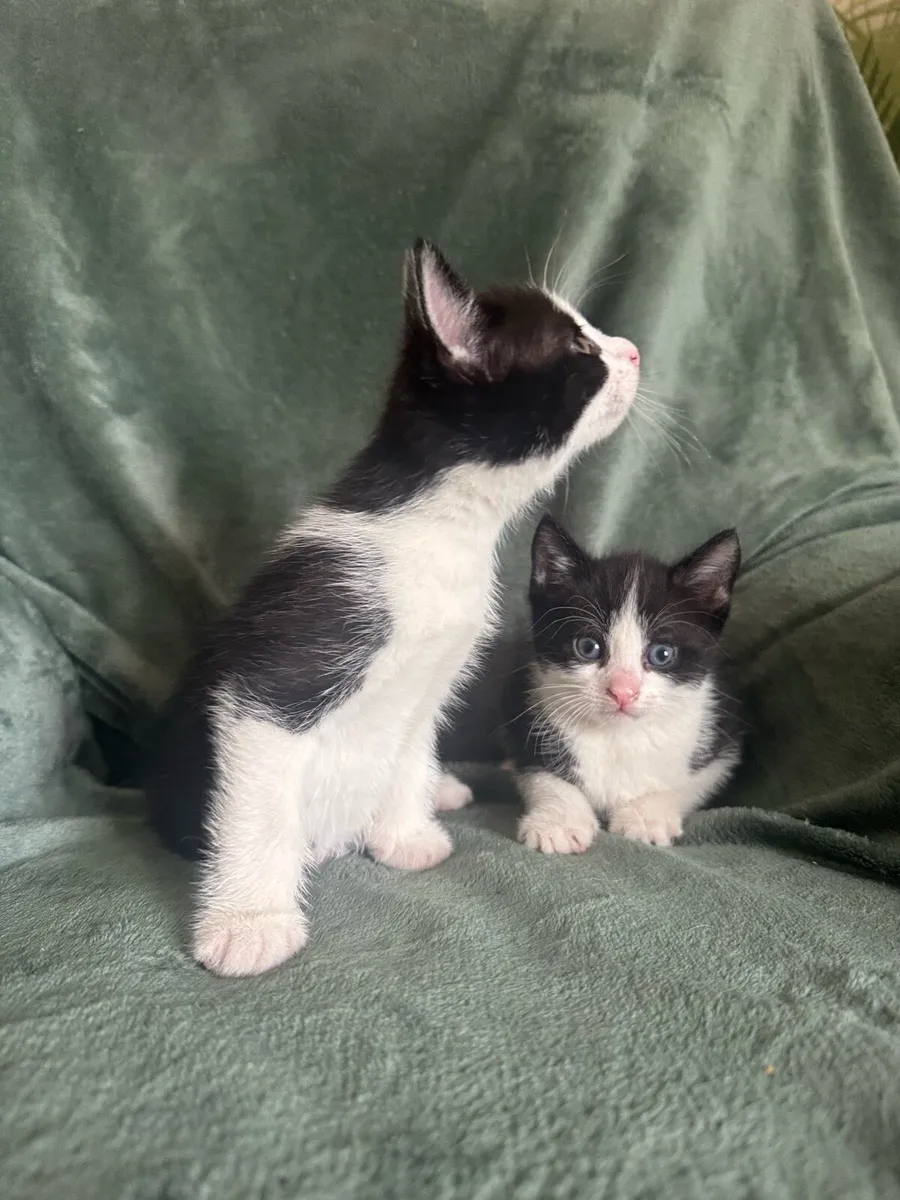 2 Black & White Kittens - Image 3