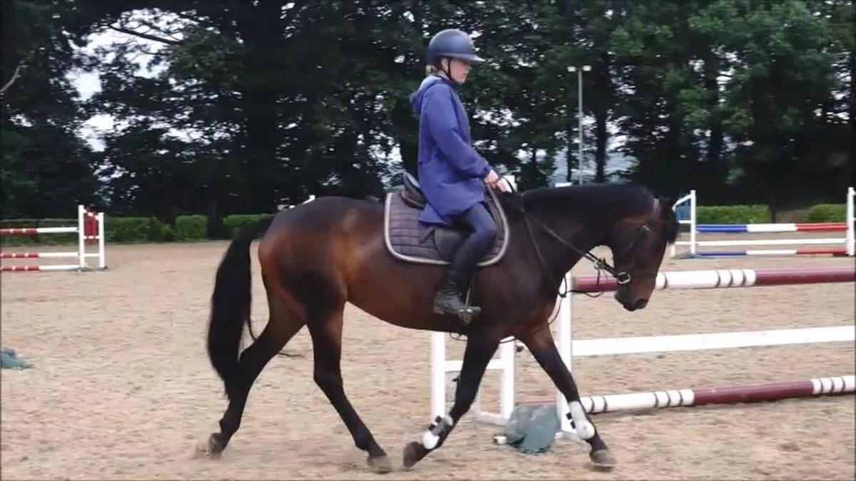 🌟 Super 148 SJI pony 🌟 - Image 4