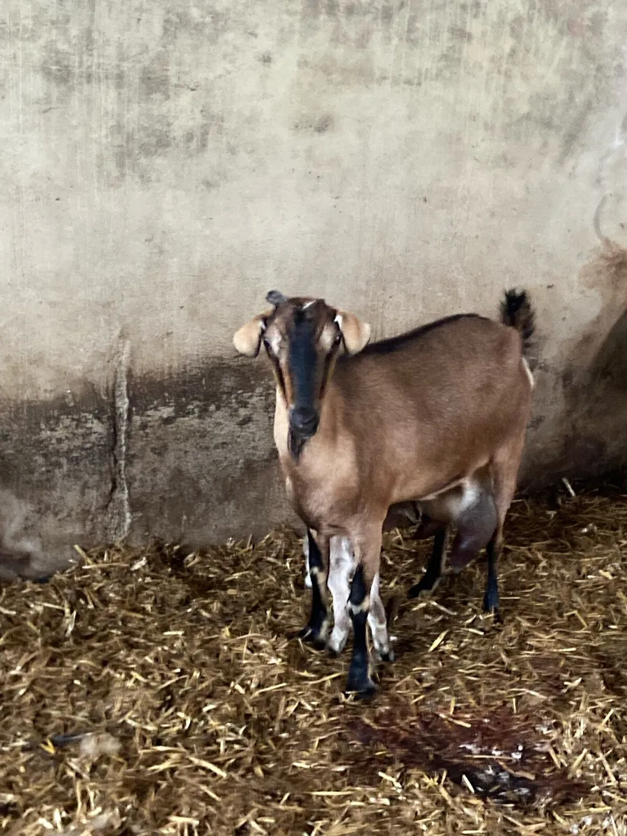 Goats - Image 1