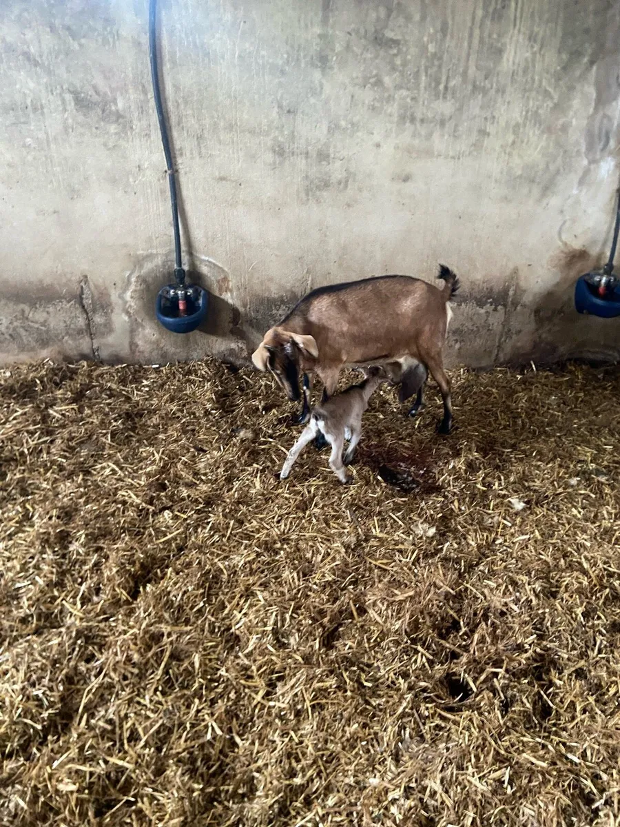 Goats - Image 2