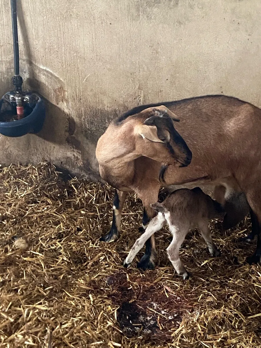 Goats - Image 3