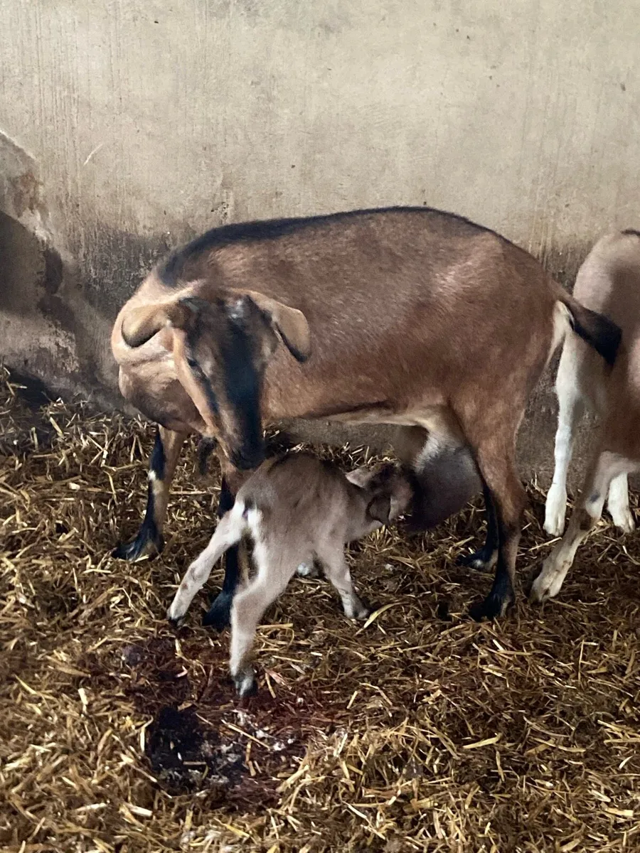 Goats - Image 4