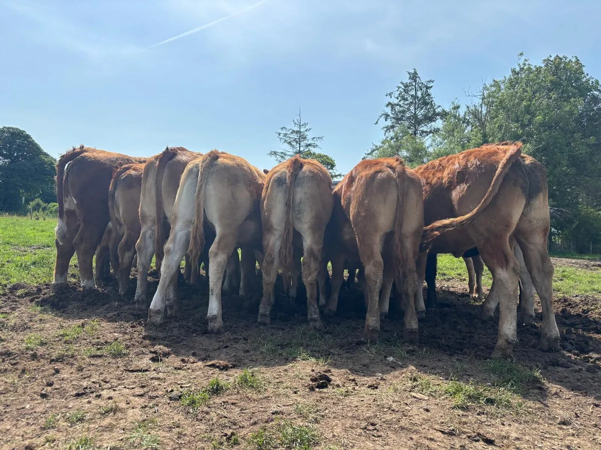 15 Super Limousine Heifers - Image 1