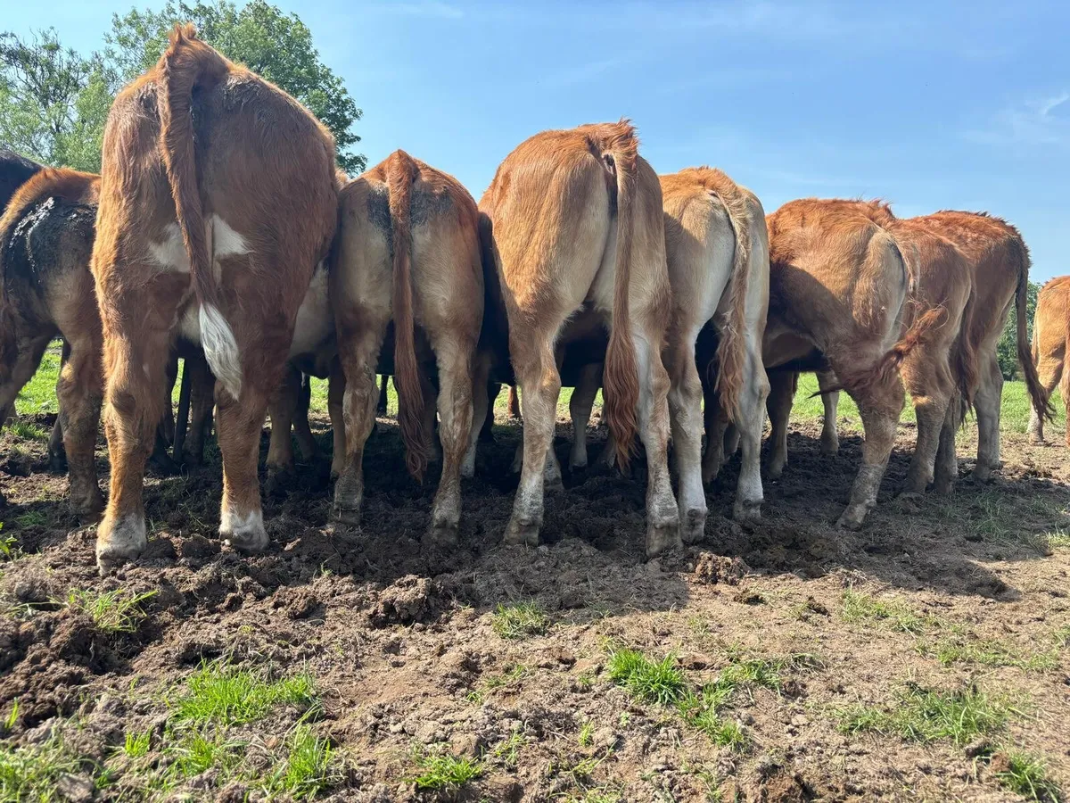 15 Super Limousine Heifers - Image 2