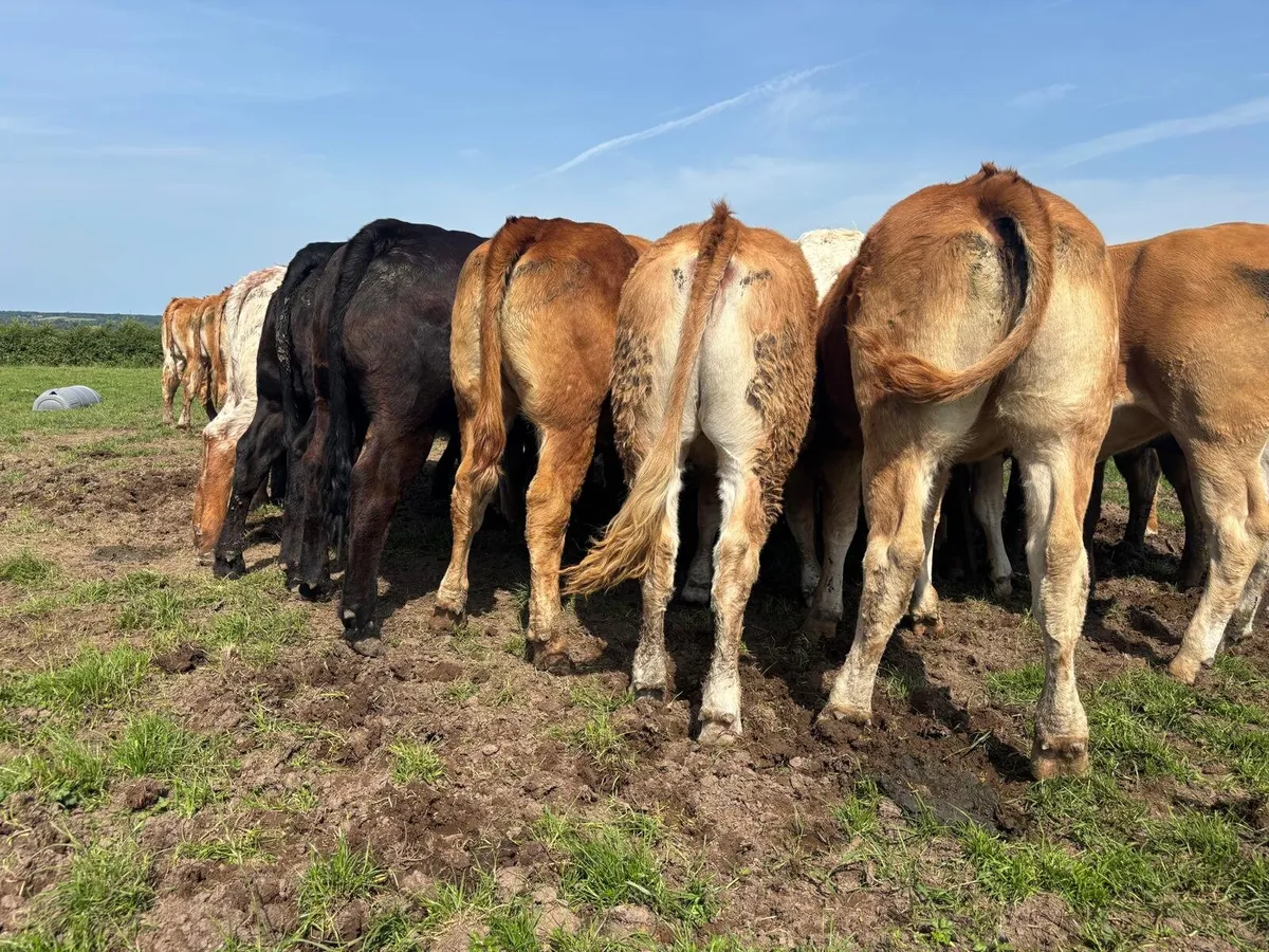 15 Super Limousine Heifers - Image 3