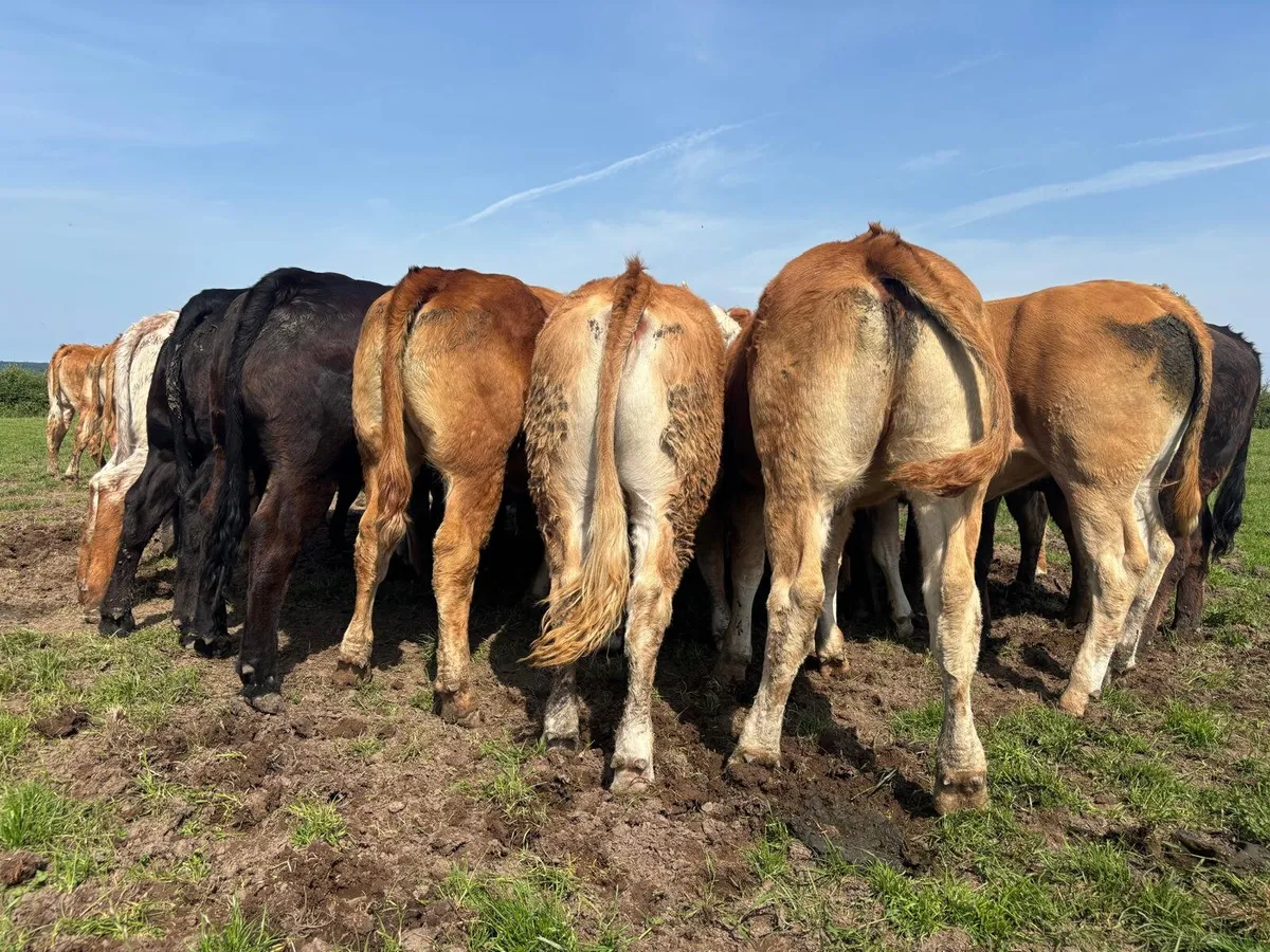 15 Super Limousine Heifers - Image 4