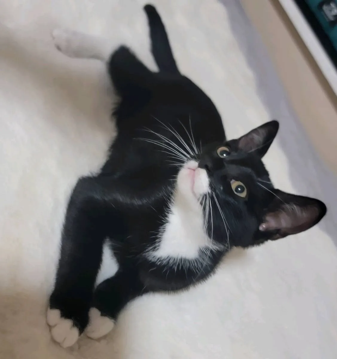 Kittens - Image 2