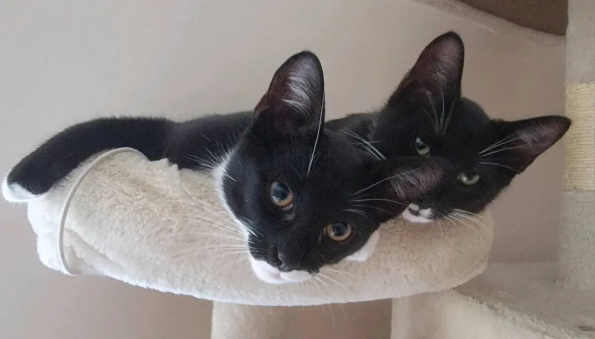 Kittens - Image 1
