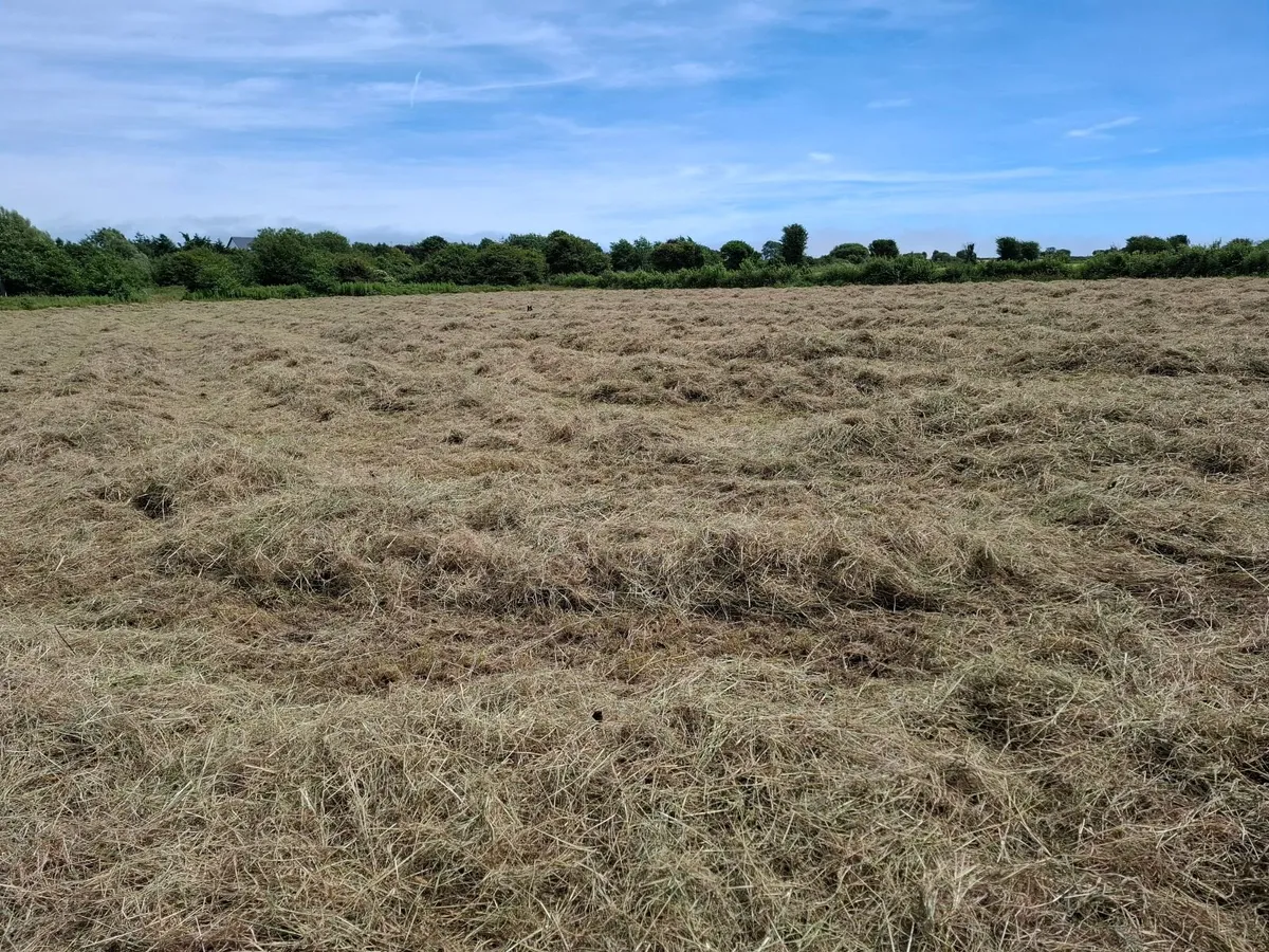 Hay