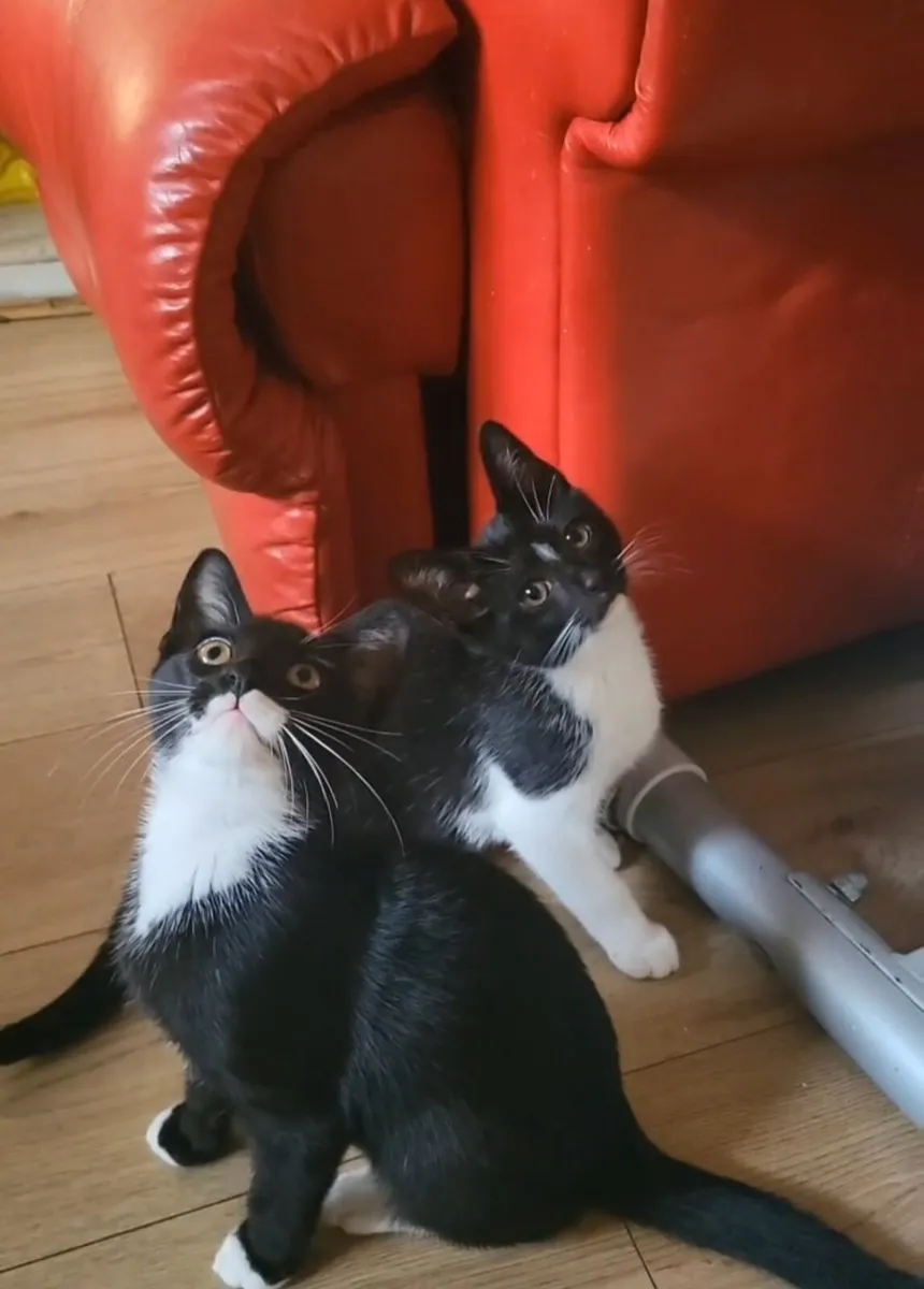 Kittens - Image 4