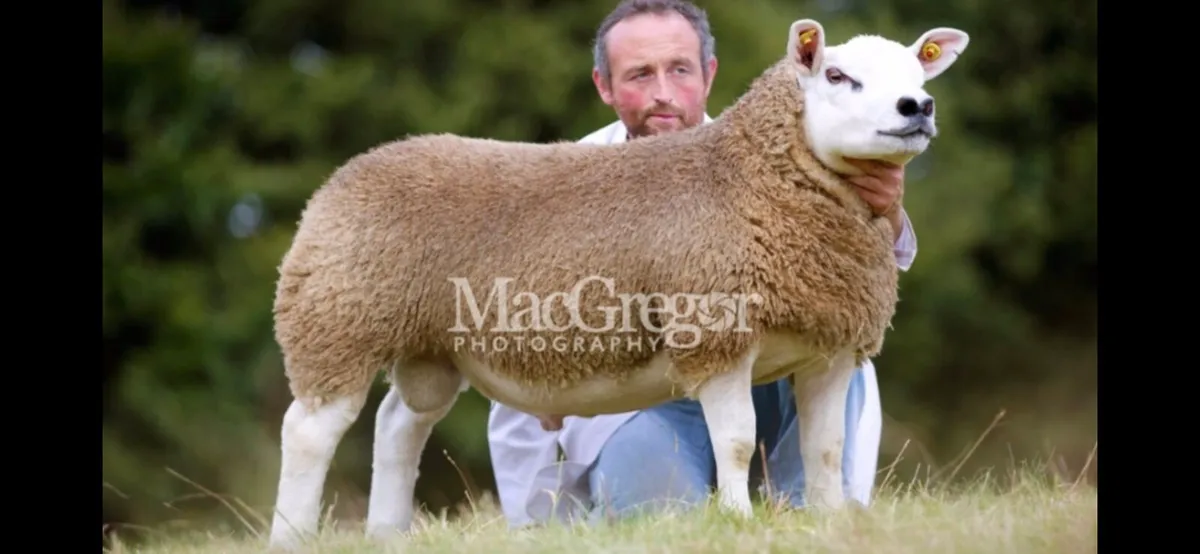 PBR Texel Hogget Rams