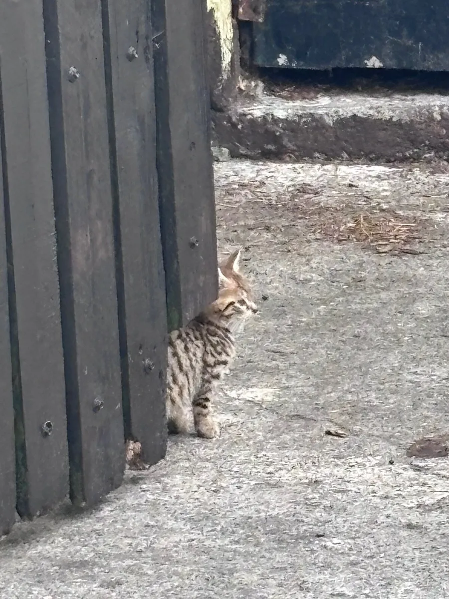 Kittens - Image 2