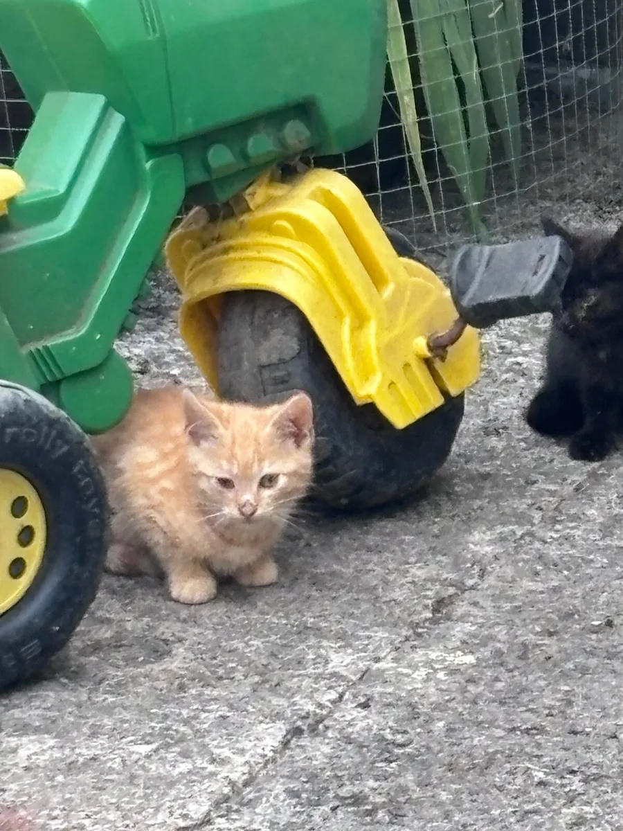 Kittens - Image 1