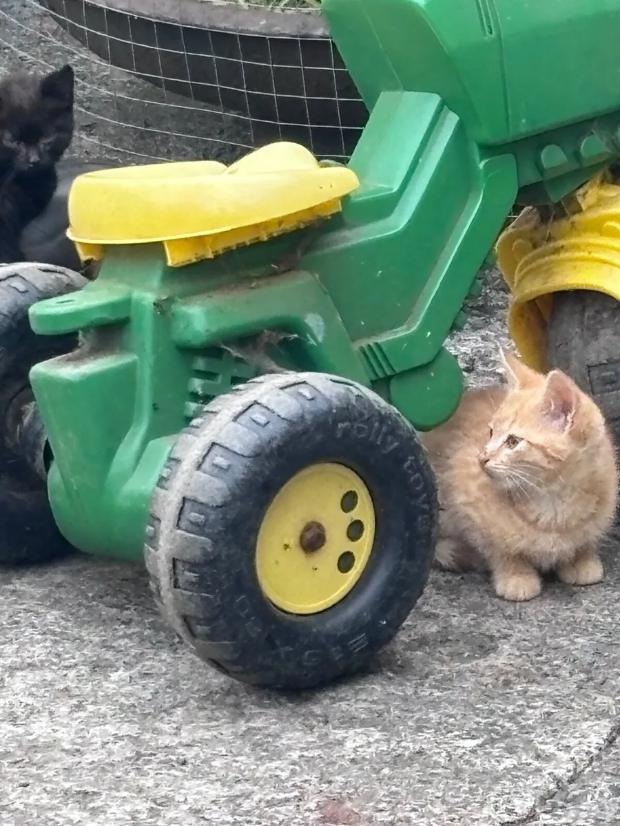 Kittens - Image 3