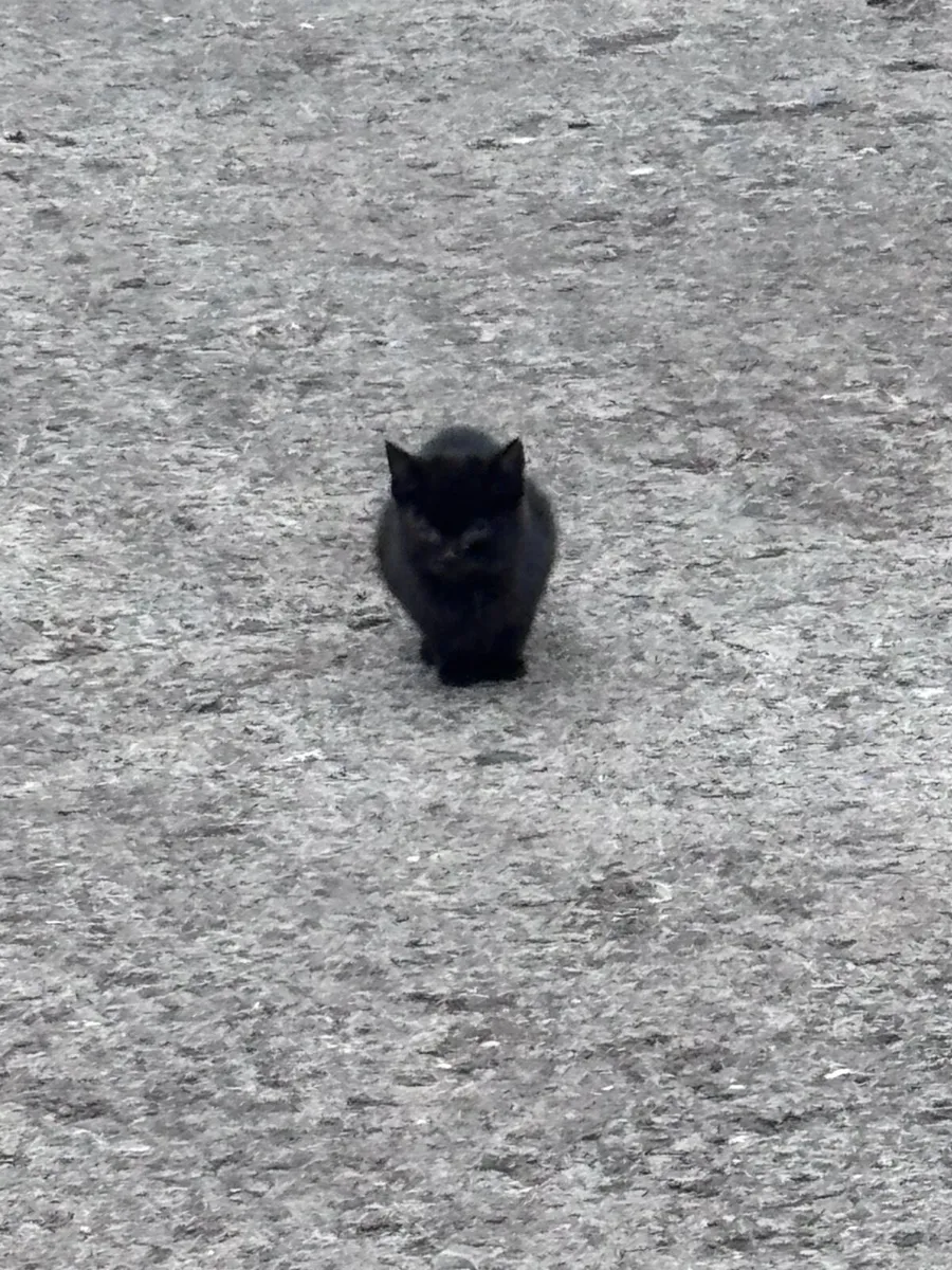 Kittens - Image 4