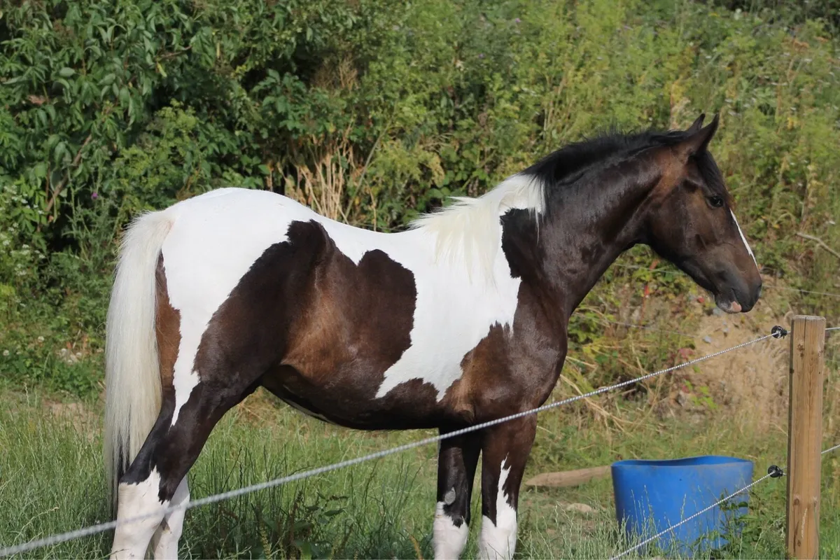 Yearling colt - Image 2