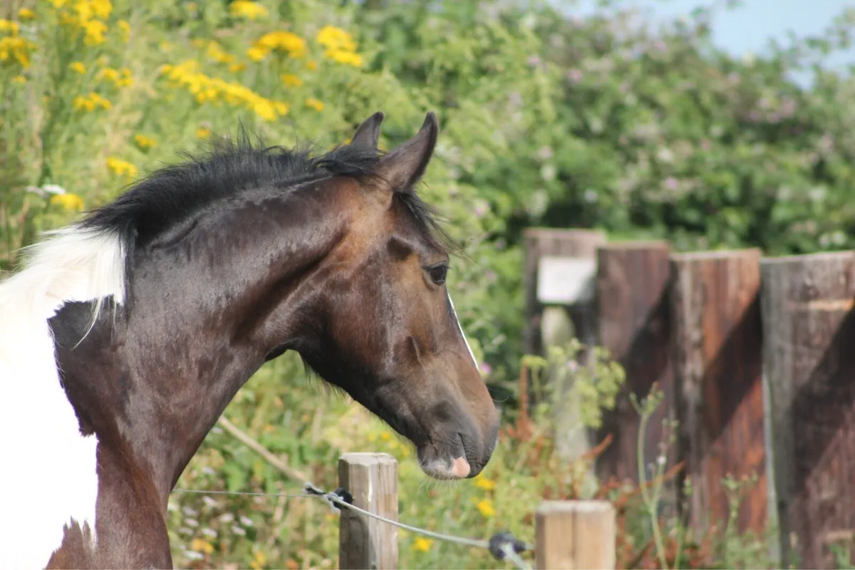 Yearling colt - Image 3