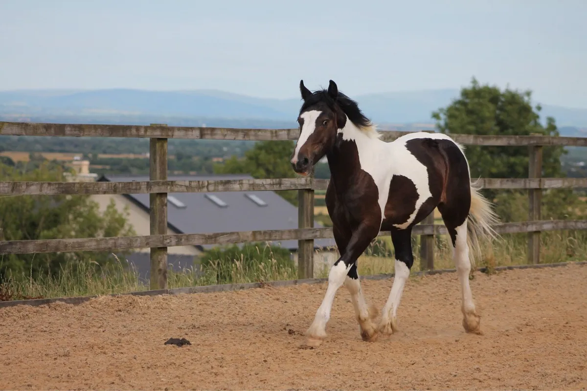 Yearling colt - Image 4