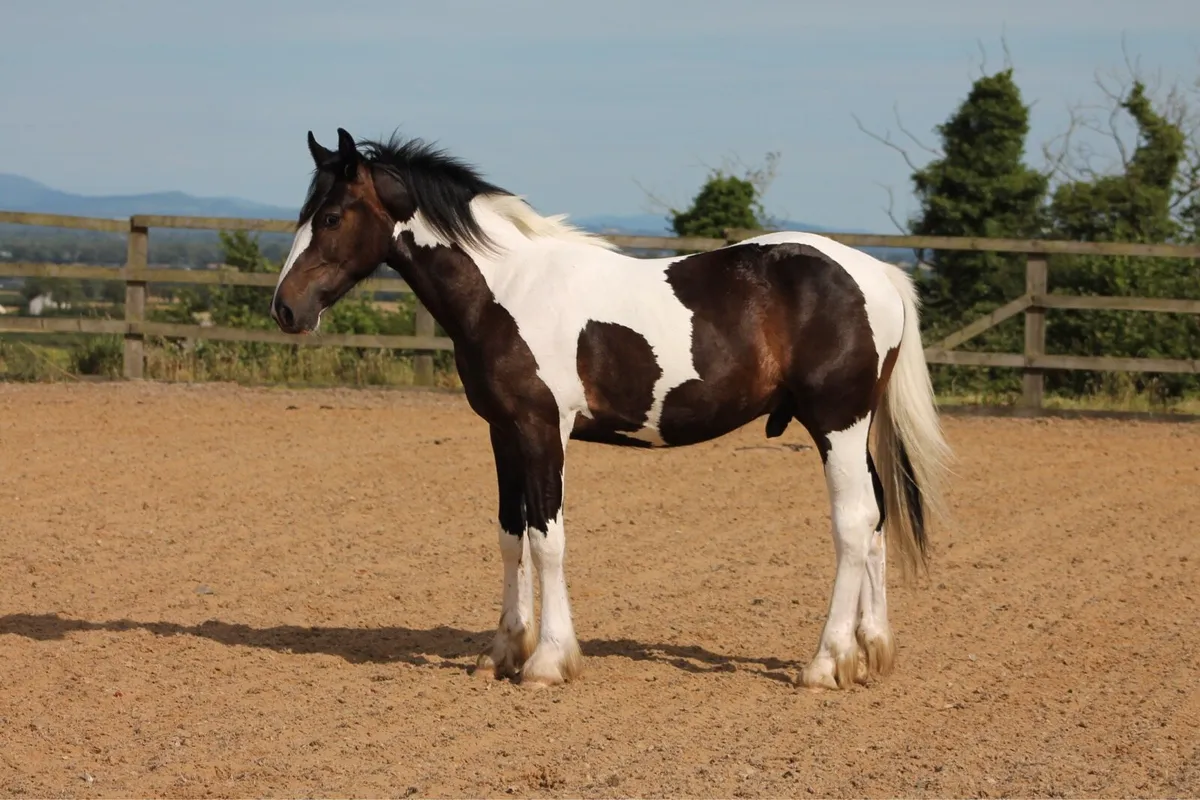 Yearling colt - Image 1
