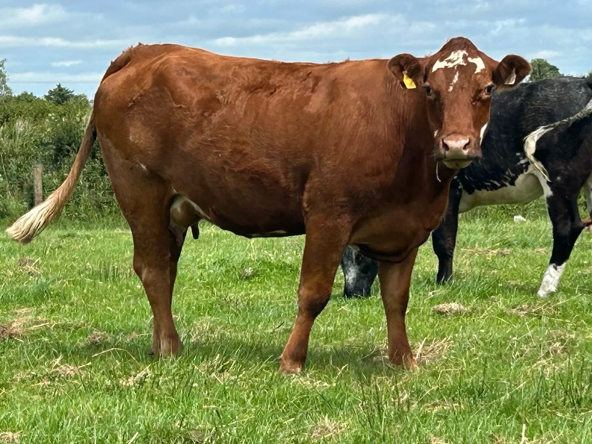 super first calved heifer - Image 1