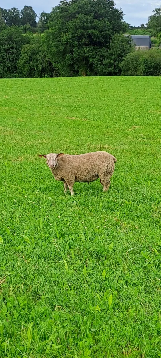 Pedigree charollais and suffolk ram lambs - Image 3