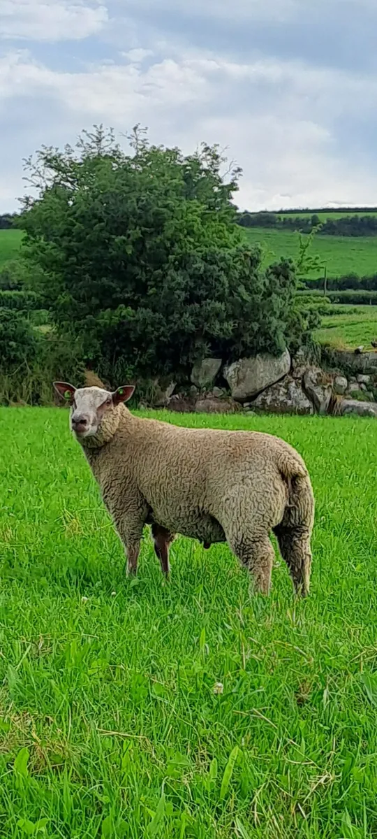 Pedigree charollais and suffolk ram lambs - Image 4