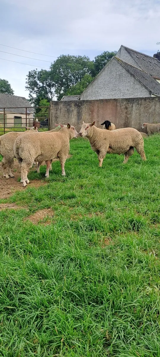 Pedigree charollais and suffolk ram lambs - Image 1