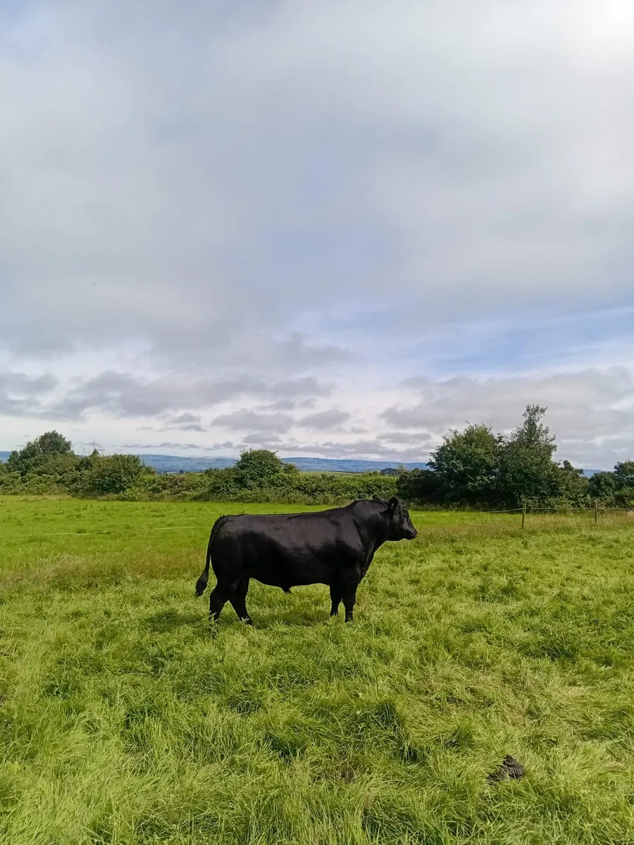 Aberdeen Angus bull - Image 2