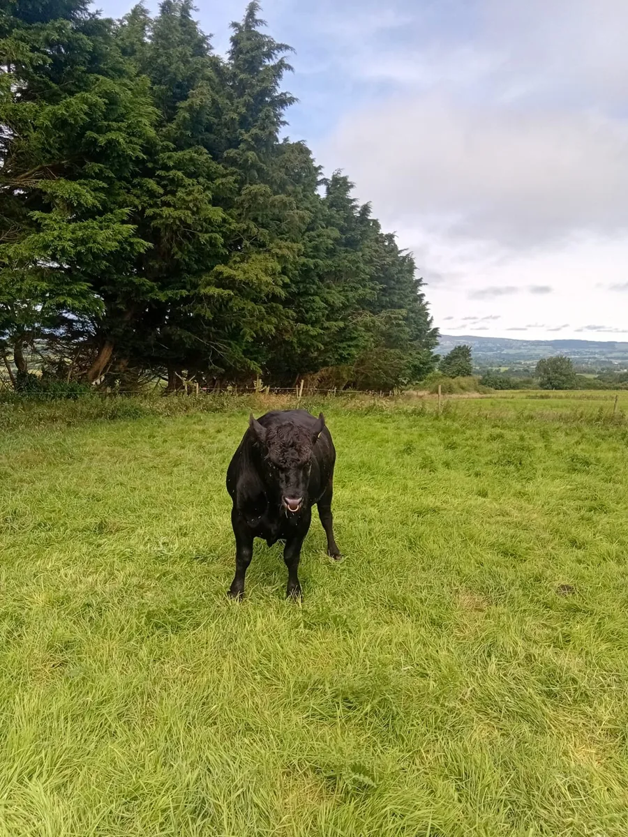 Aberdeen Angus bull - Image 3
