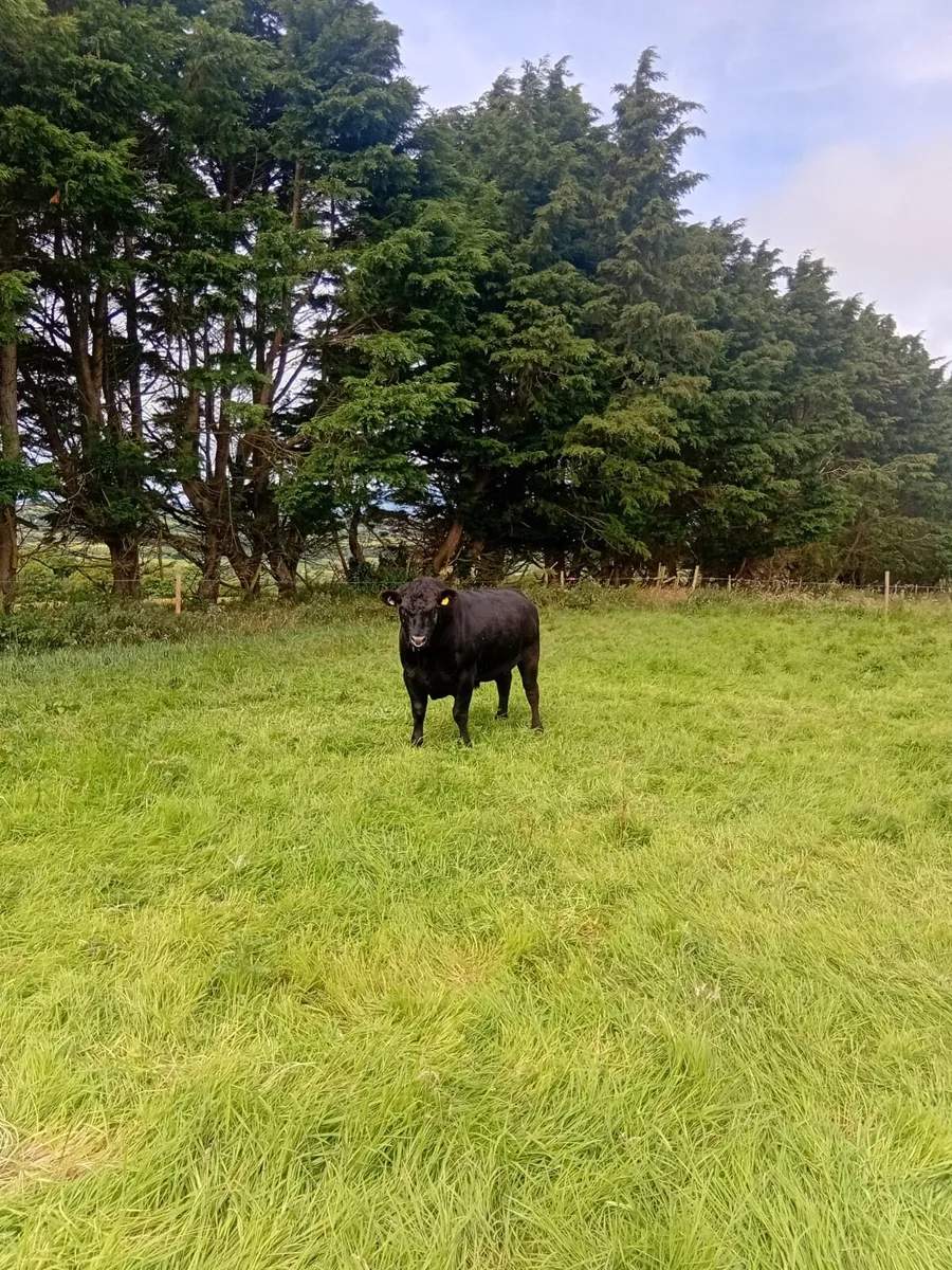 Aberdeen Angus bull - Image 4