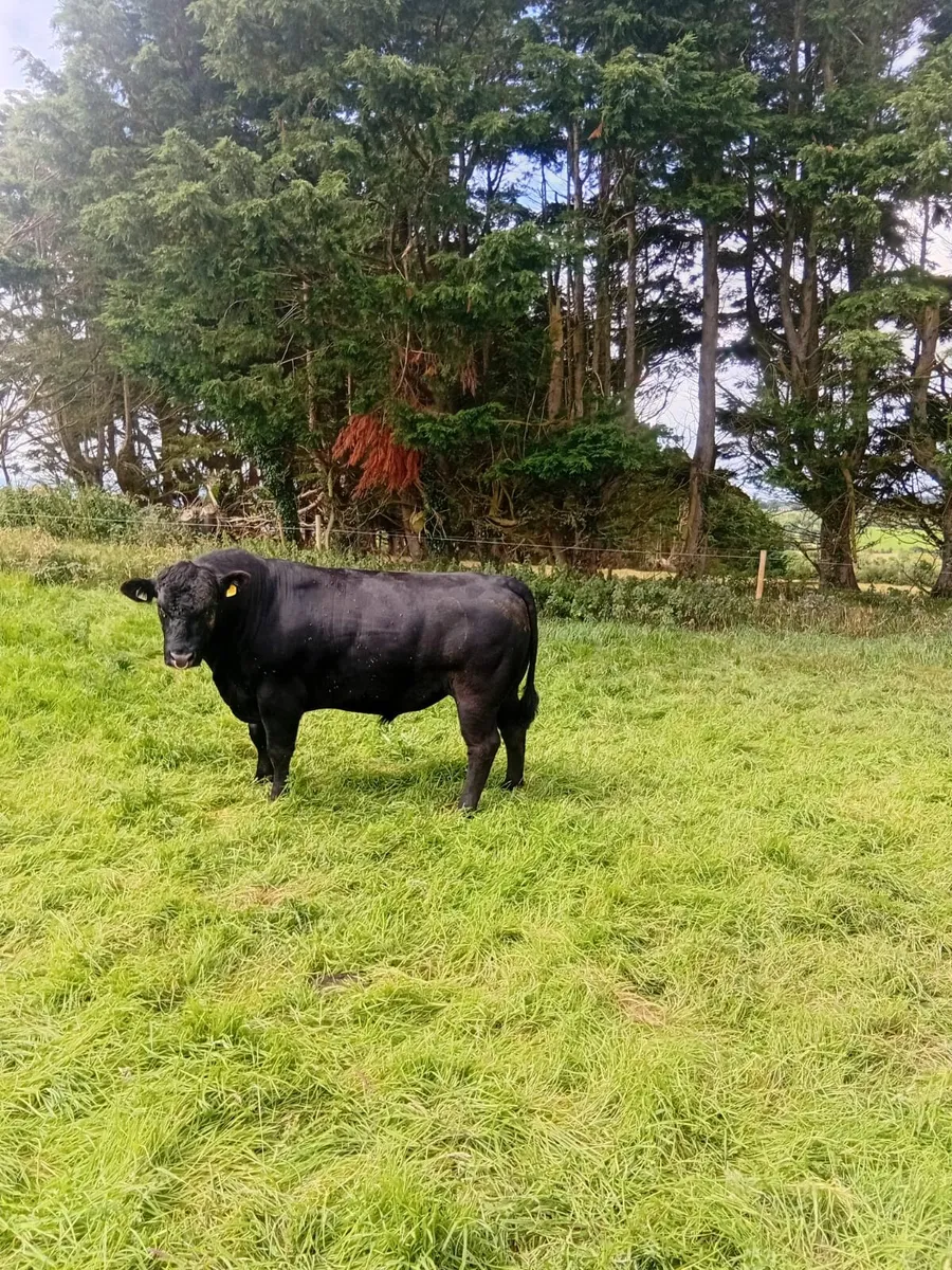 Aberdeen Angus bull - Image 1