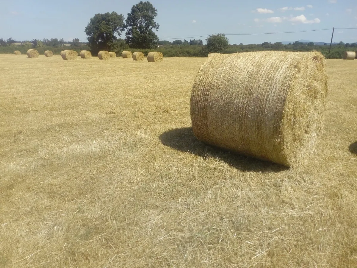 Bales of hay