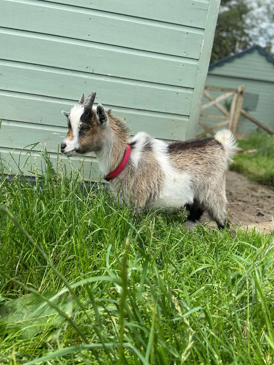Male Pygmy Goat - Image 2