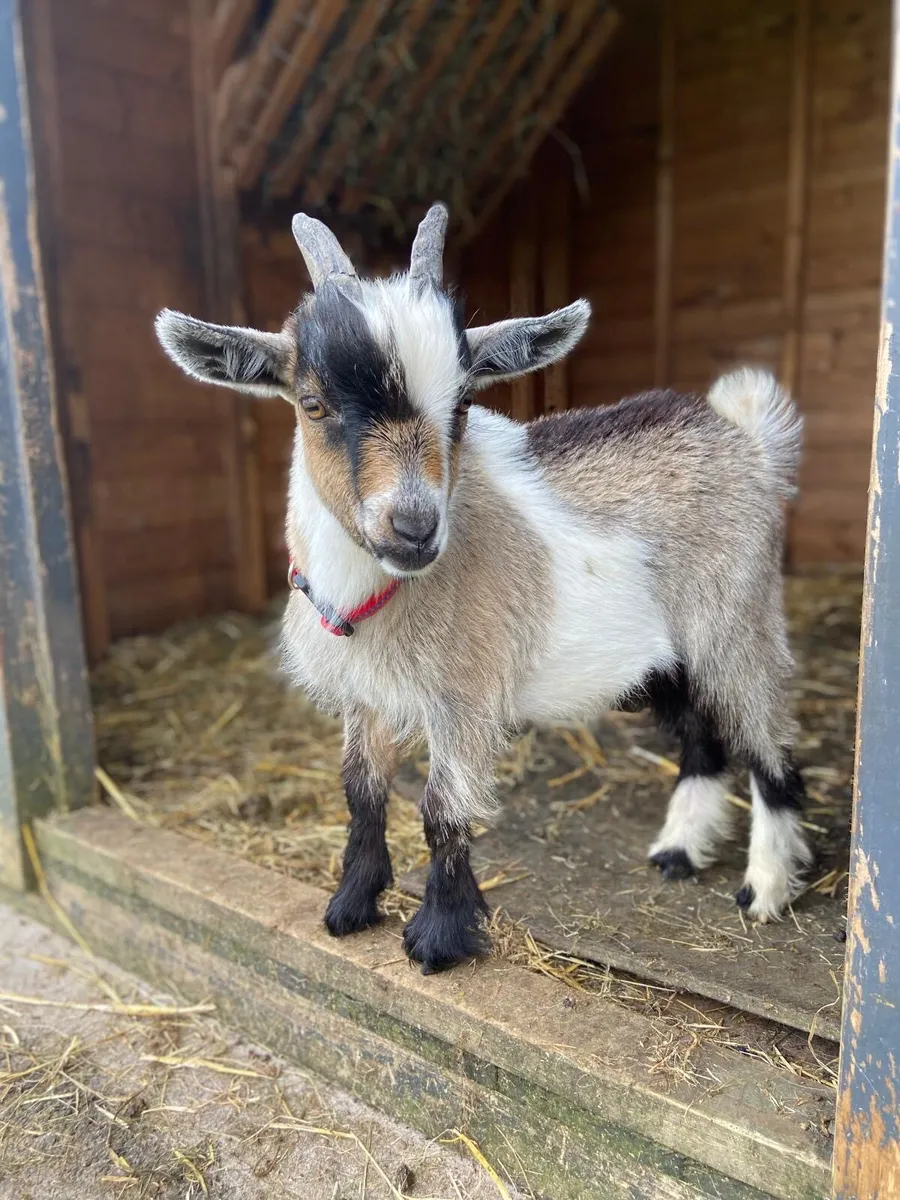 Male Pygmy Goat - Image 1