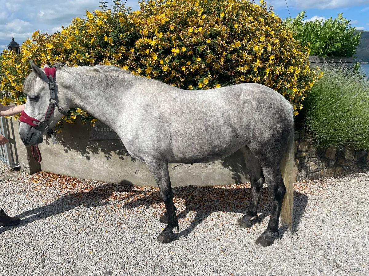 4 Year Old Connemara - Image 4