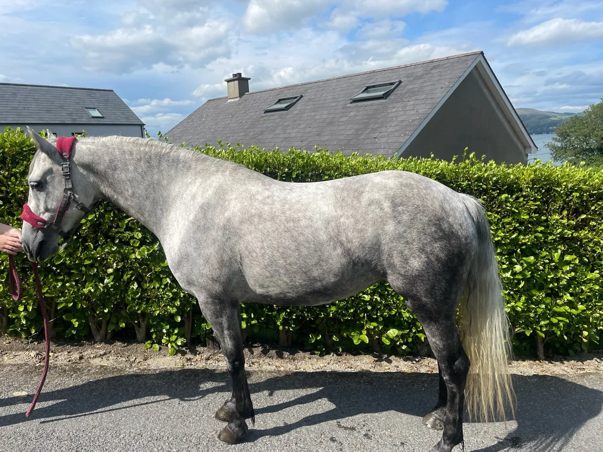4 Year Old Connemara - Image 1
