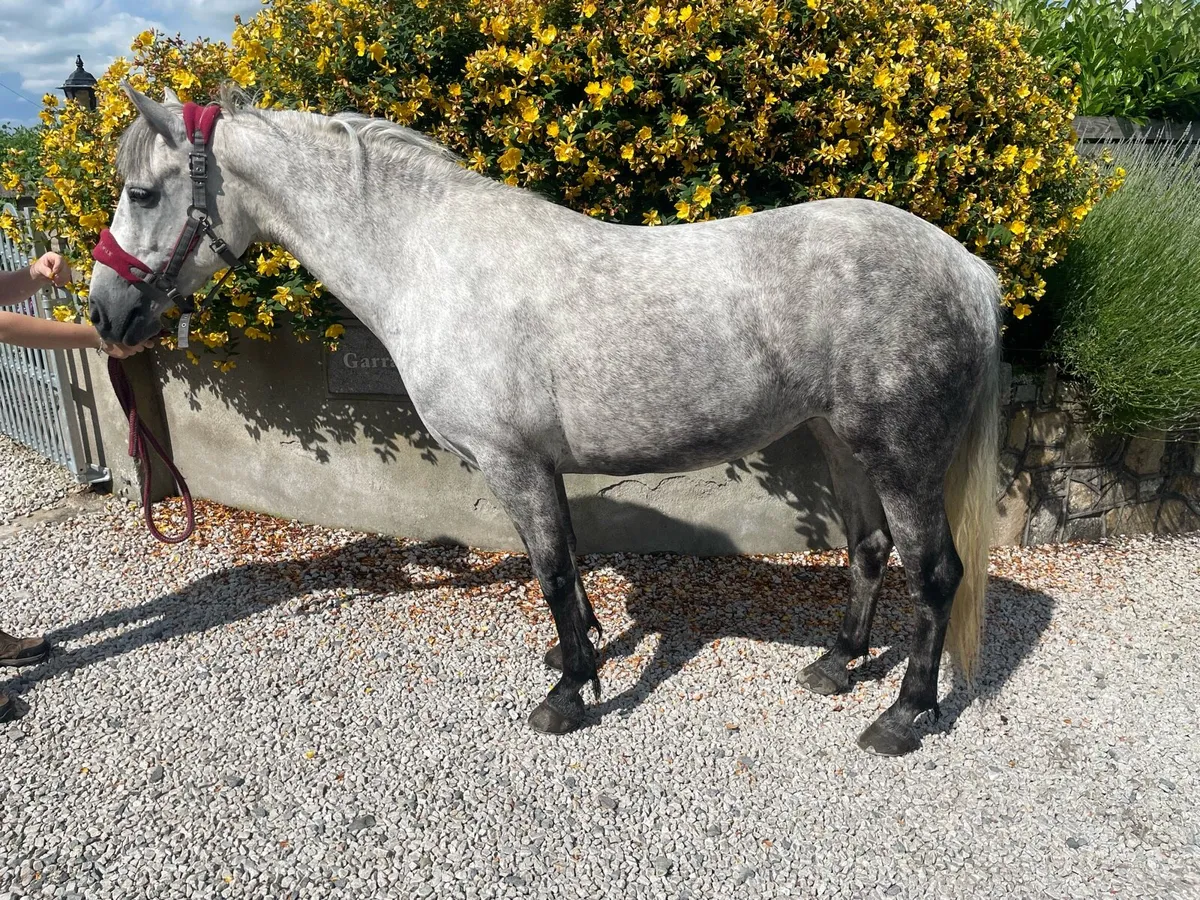 4 Year Old Connemara - Image 2