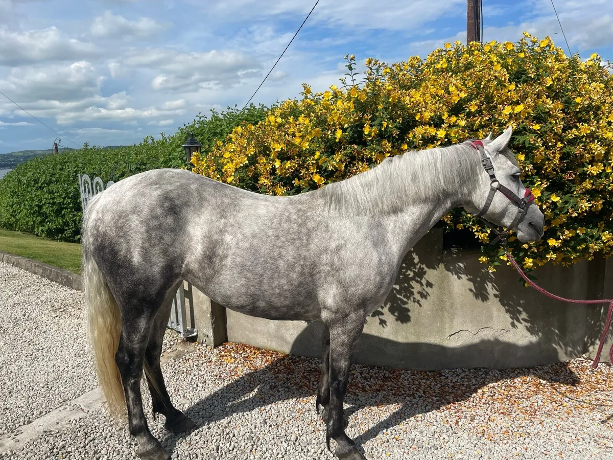 4 Year Old Connemara - Image 3