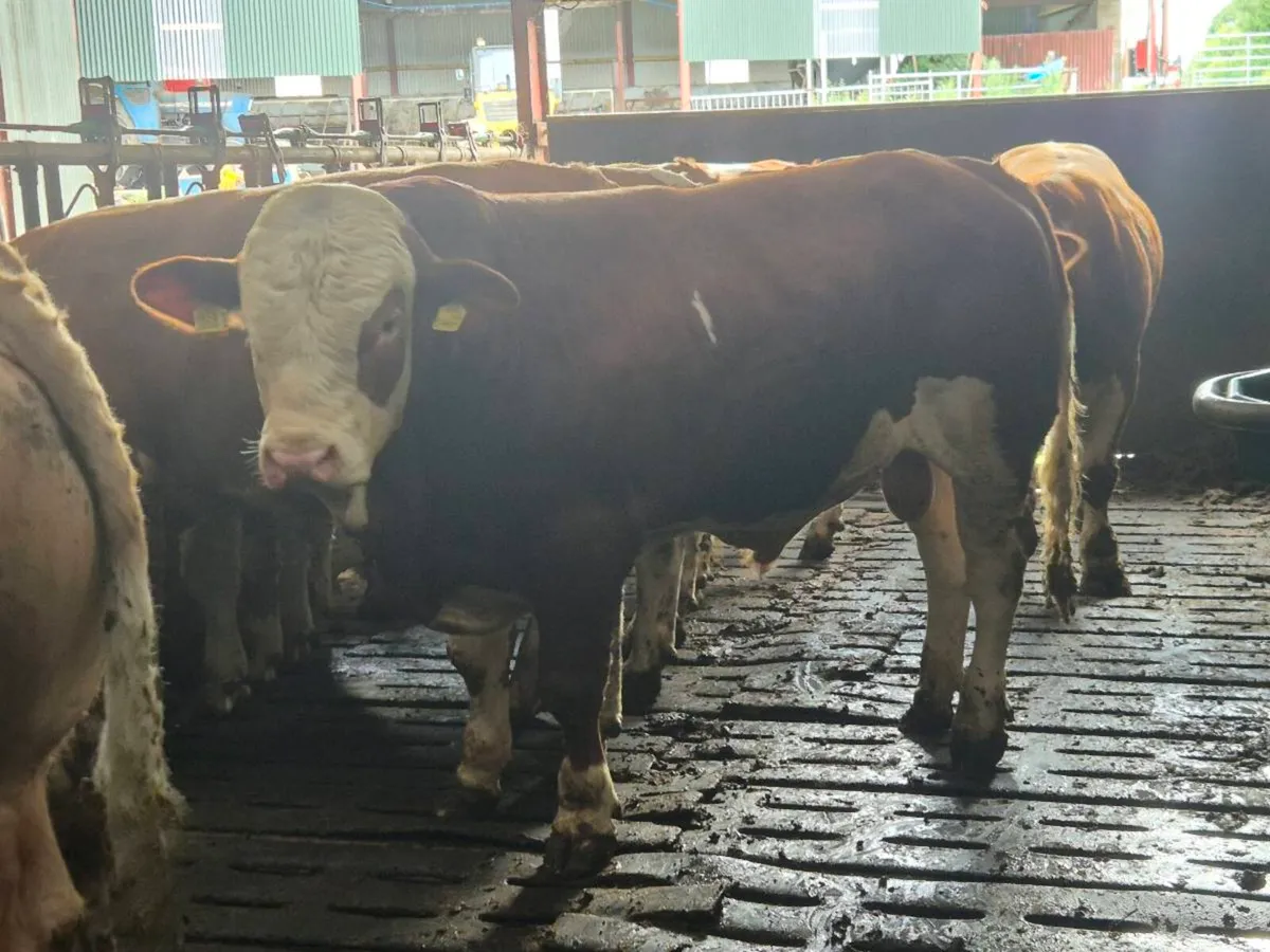 Pedigree Simmental Bulls - Image 1