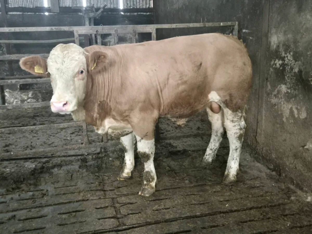 Pedigree Simmental Bulls - Image 2
