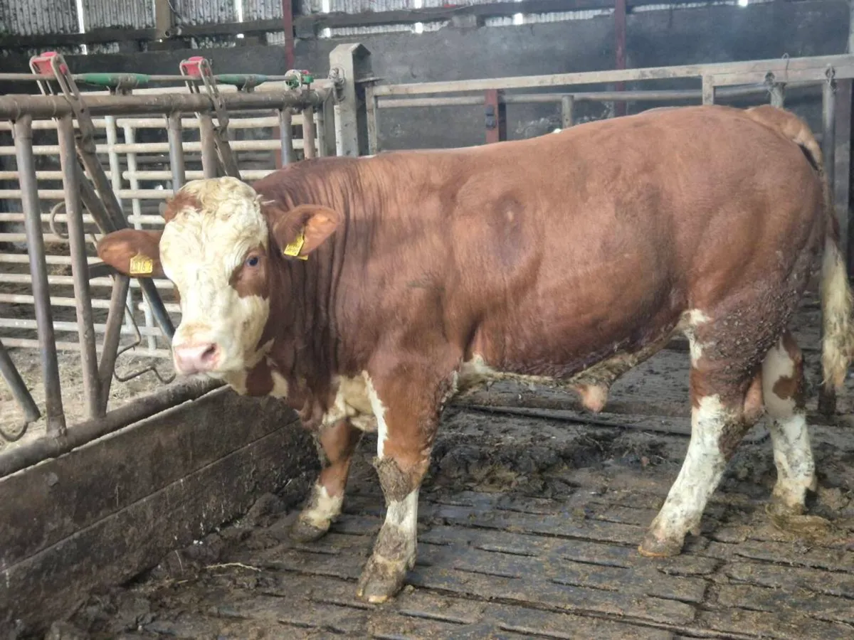 Pedigree Simmental Bulls - Image 3