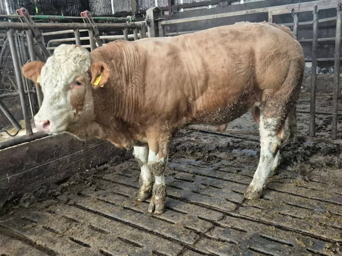 Pedigree Simmental Bulls - Image 4