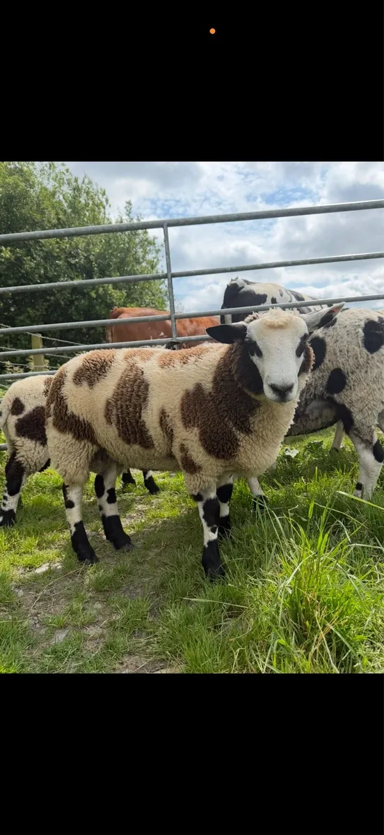 Sheep - Image 1