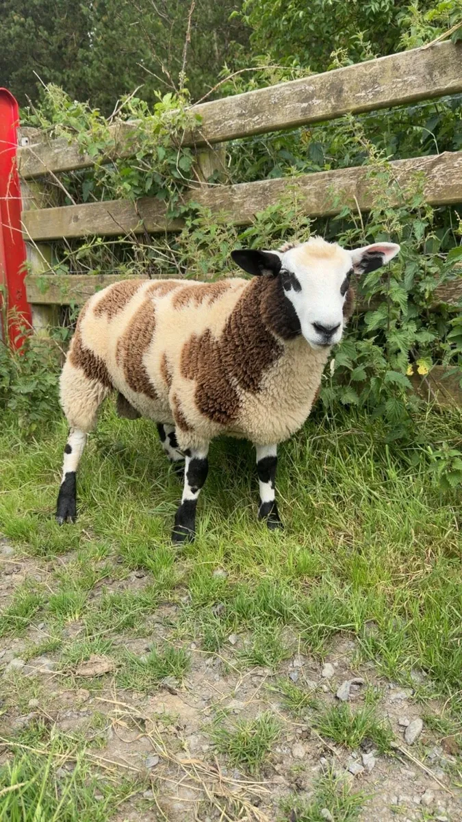 Sheep - Image 2