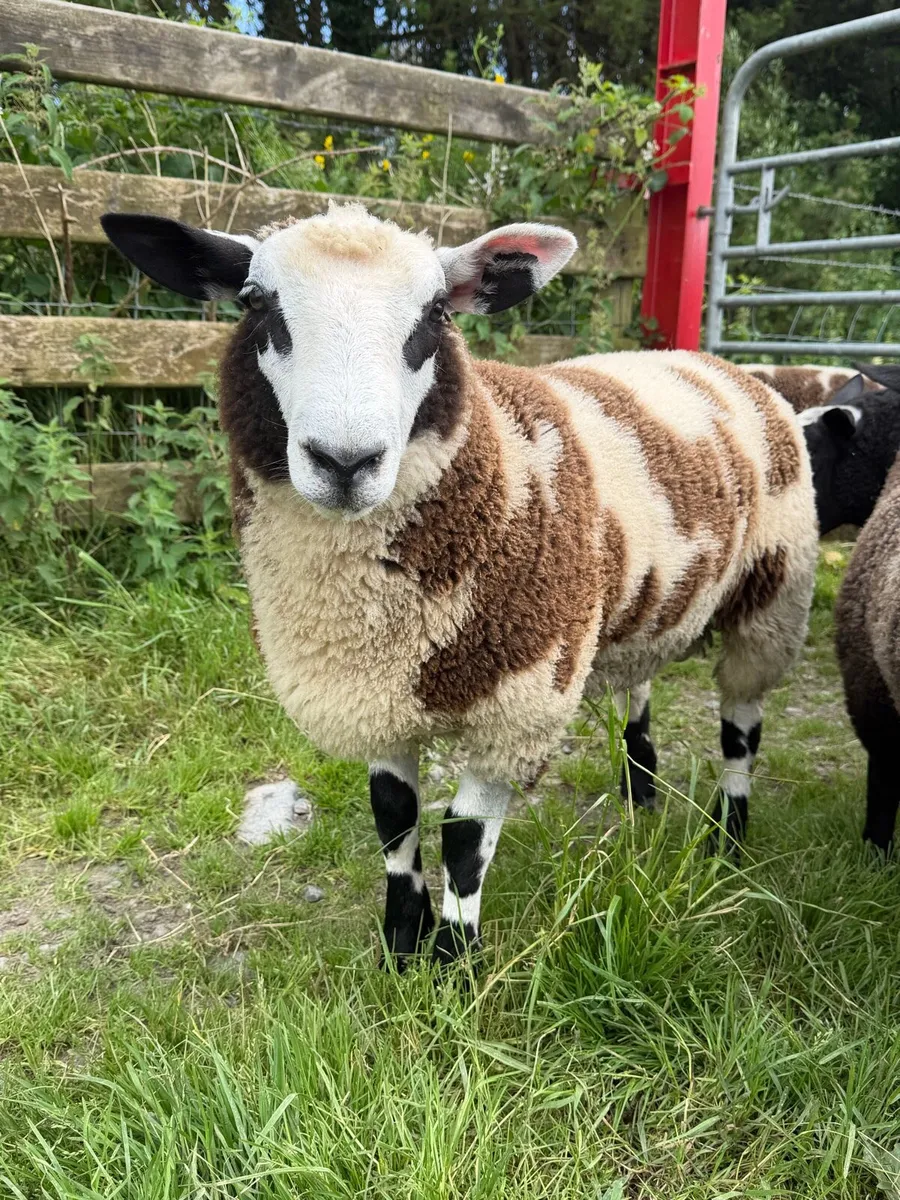Sheep - Image 3