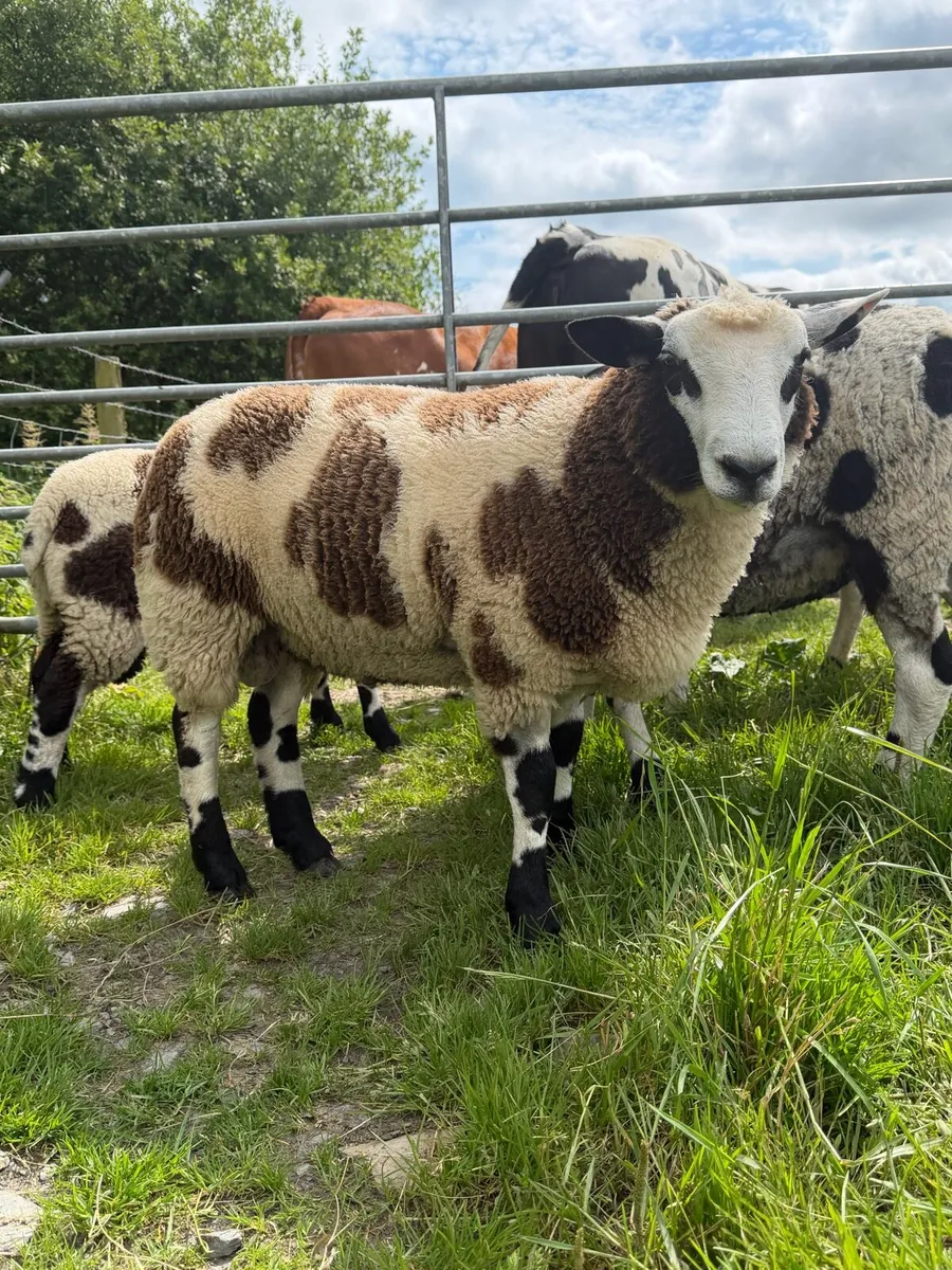 Sheep - Image 4