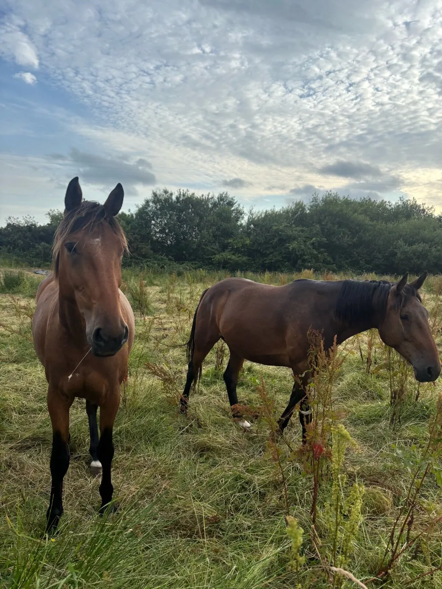 French Trotters - Image 1