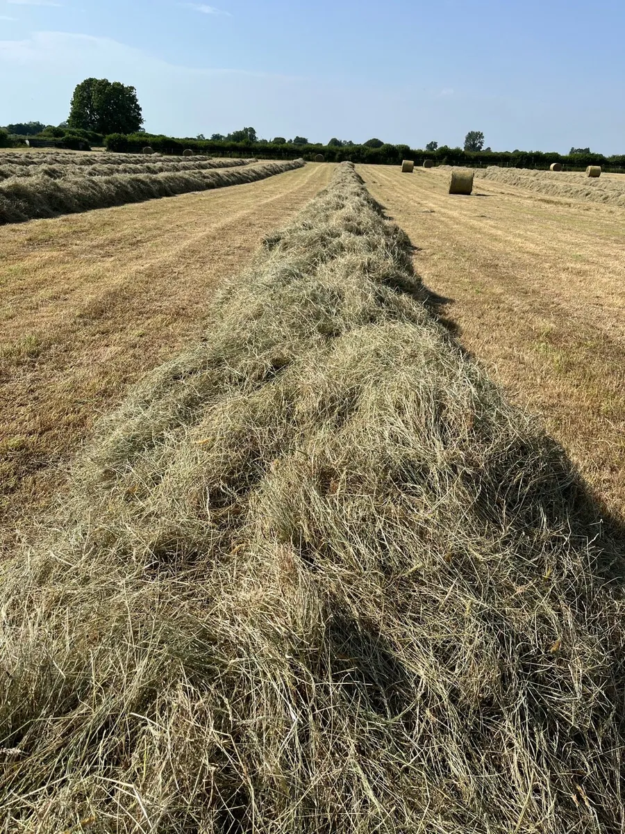 Horse hay - Image 1