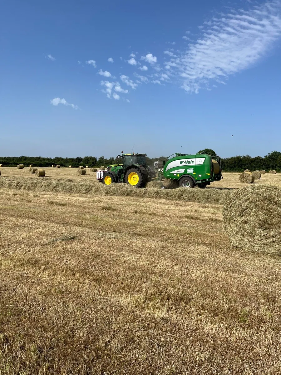 Horse hay - Image 2
